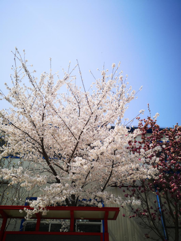 这里没有大海，却已是春暖花开 ——LED路灯厂家厂区美如画